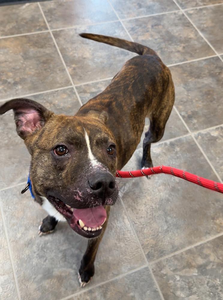 Enlarge TARO | $0 Adoption | 1 yr FREE Heartworm/Flea & Tick Prevention!, a Adoptable mixed breed in Rochester, IN image 5/5