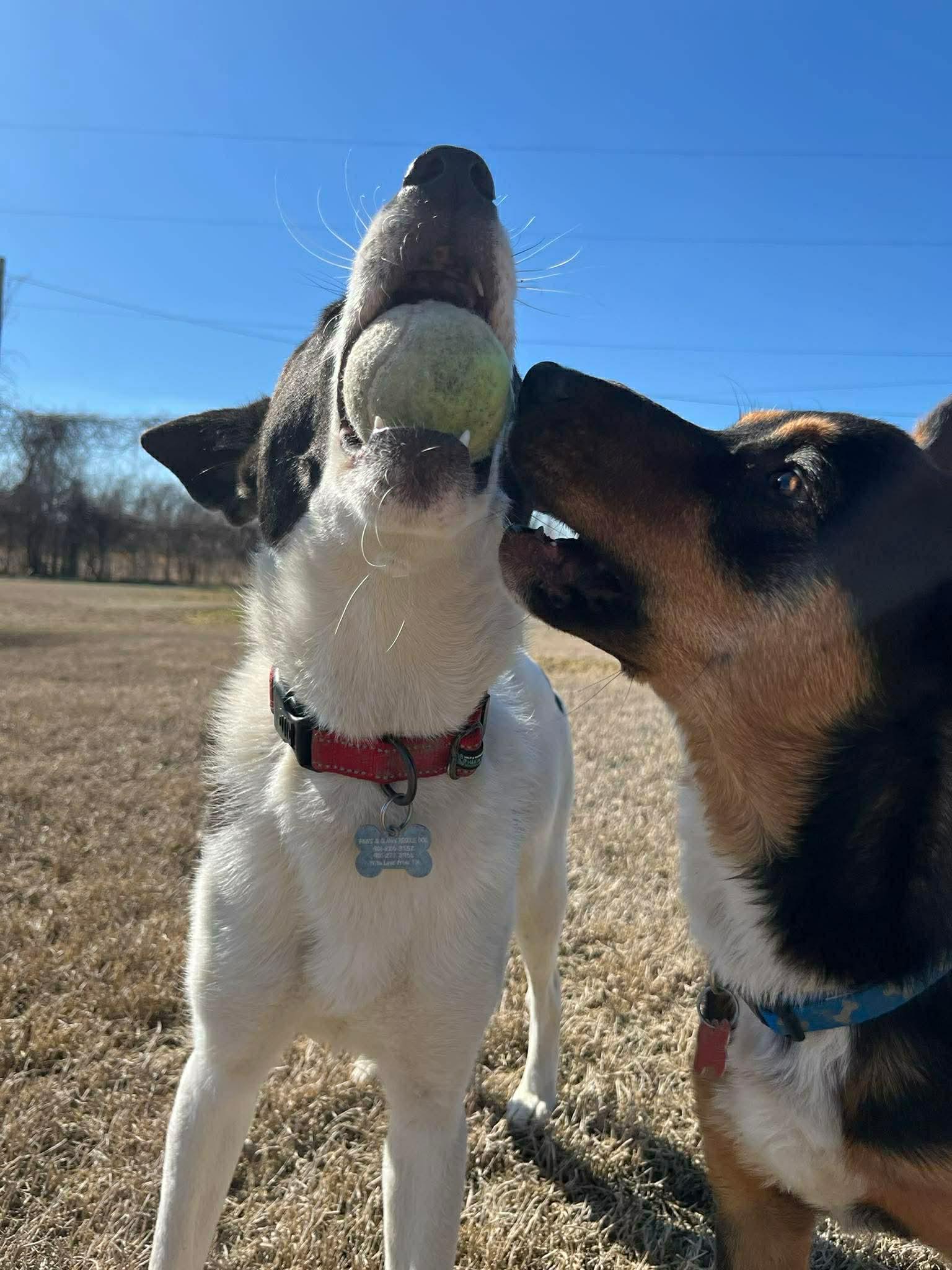 Enlarge Agatha, a ADOPTABLE mixed breed in Millington, TN image 4/6