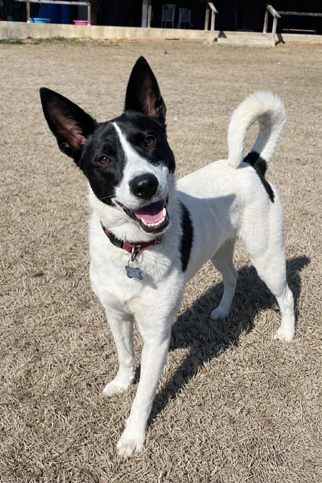 Enlarge Agatha, a ADOPTABLE mixed breed in Millington, TN image 1/6