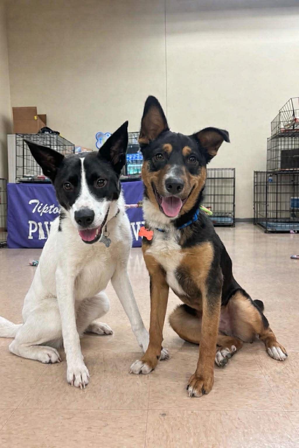 Enlarge Agatha, a ADOPTABLE mixed breed in Millington, TN image 3/6