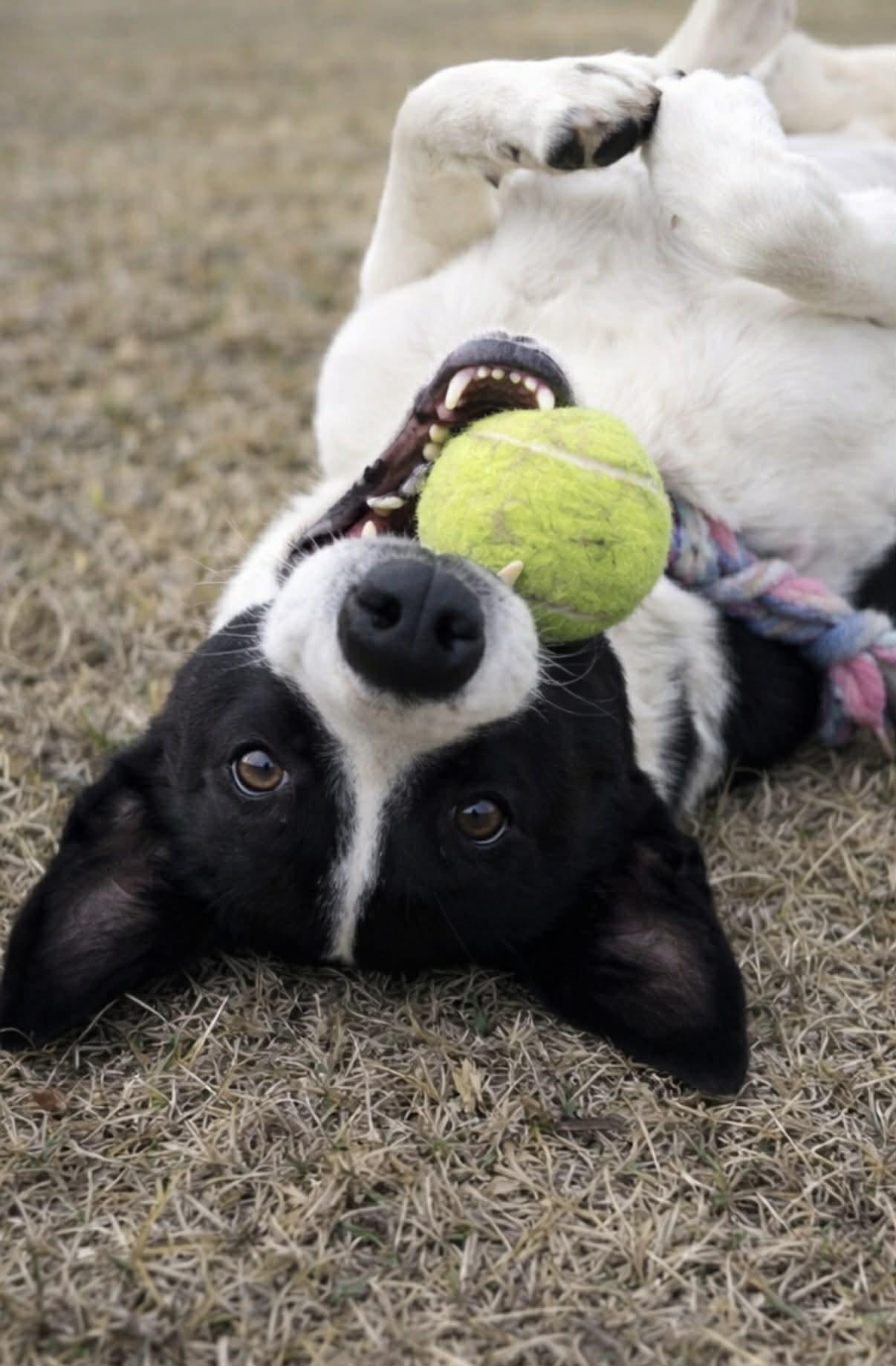 Enlarge Agatha, a ADOPTABLE mixed breed in Millington, TN image 2/6