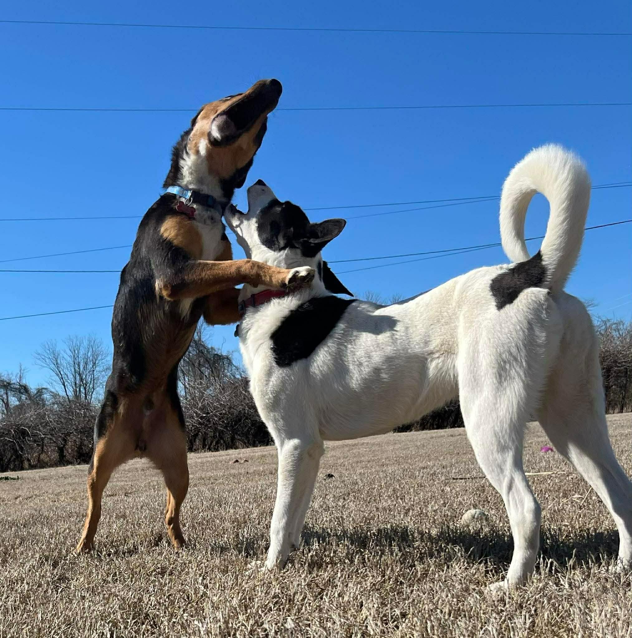 Enlarge Agatha, a ADOPTABLE mixed breed in Millington, TN image 5/6