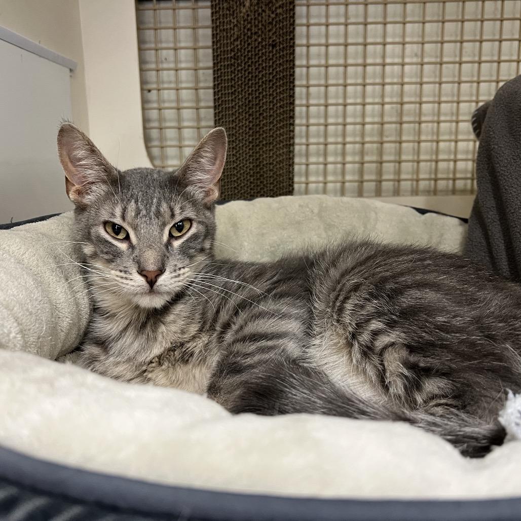 Cairo, a Adoptable Domestic Short Hair in St. Paul, MN image 1/6