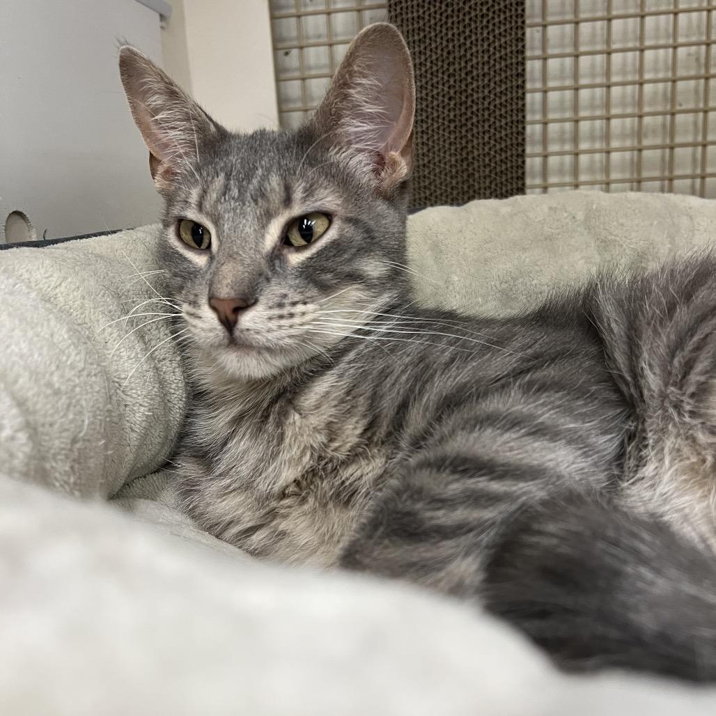 Cairo, a Adoptable Domestic Short Hair in St. Paul, MN image 2/6