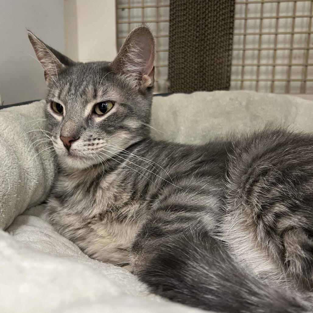 Cairo, a Adoptable Domestic Short Hair in St. Paul, MN image 3/6