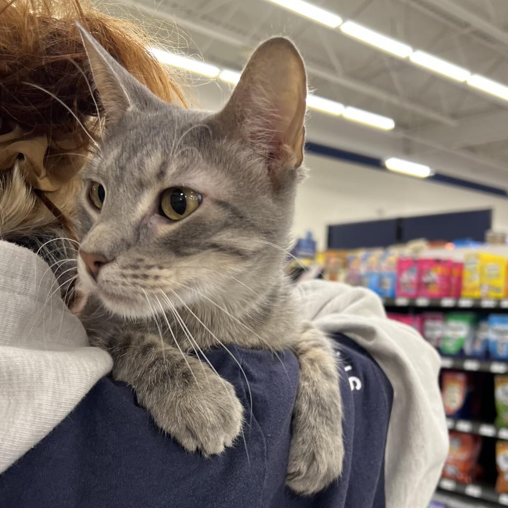 Cairo, a Adoptable Domestic Short Hair in St. Paul, MN image 4/6