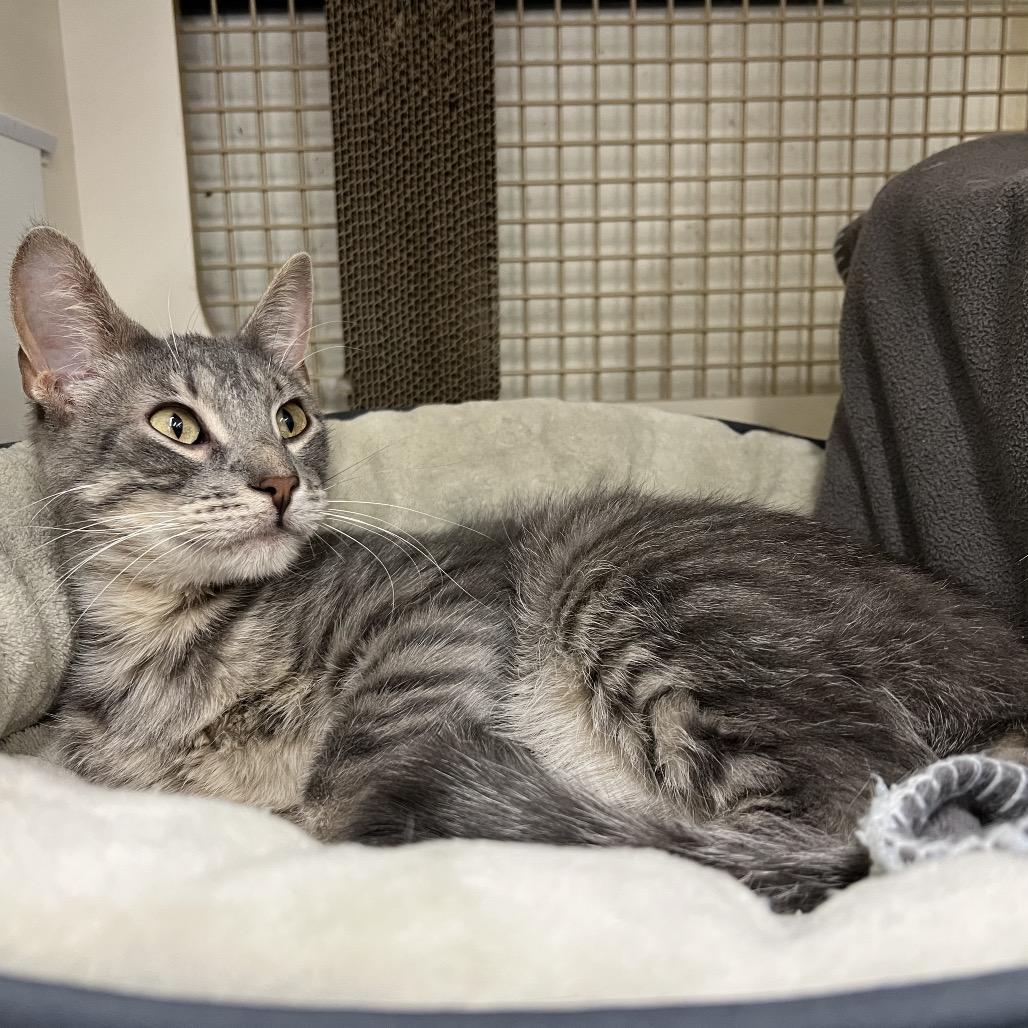 Cairo, a Adoptable Domestic Short Hair in St. Paul, MN image 5/6