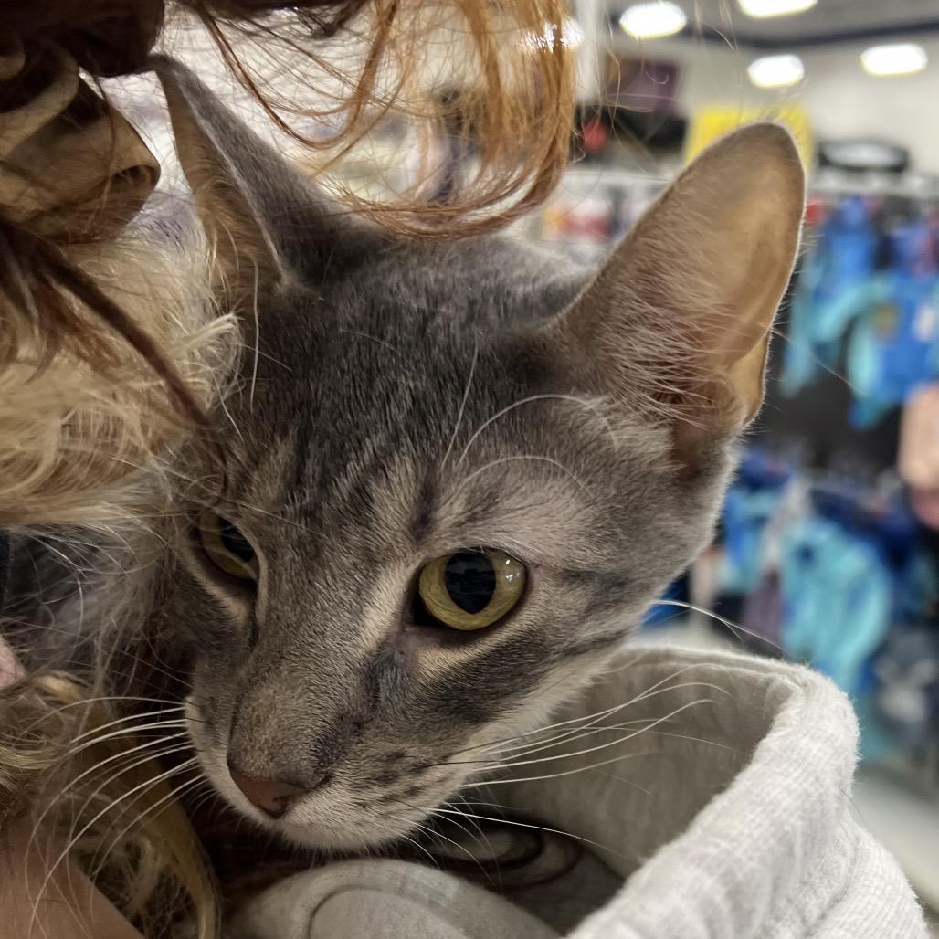 Cairo, a Adoptable Domestic Short Hair in St. Paul, MN image 6/6