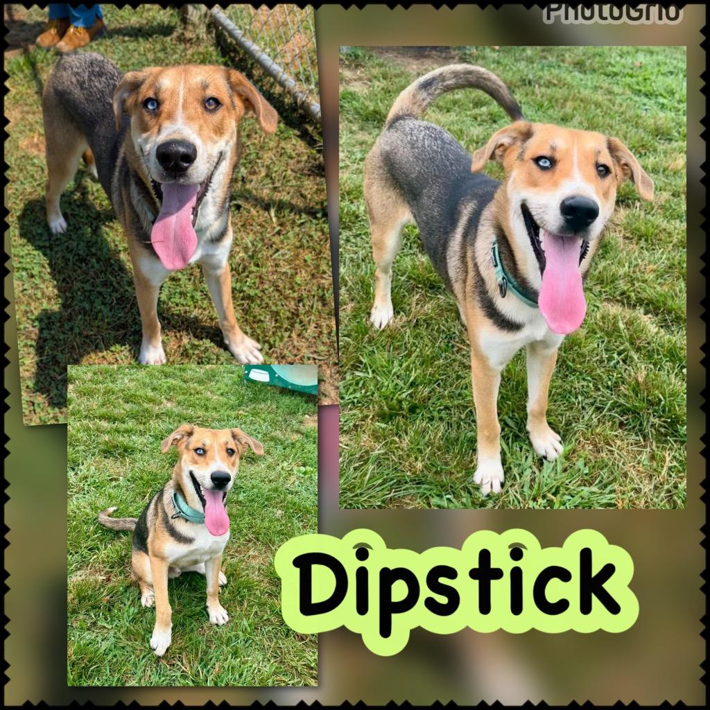 Dipstick aka bourbon, Adoptable, Young Male Shepherd & Mixed Breed.
