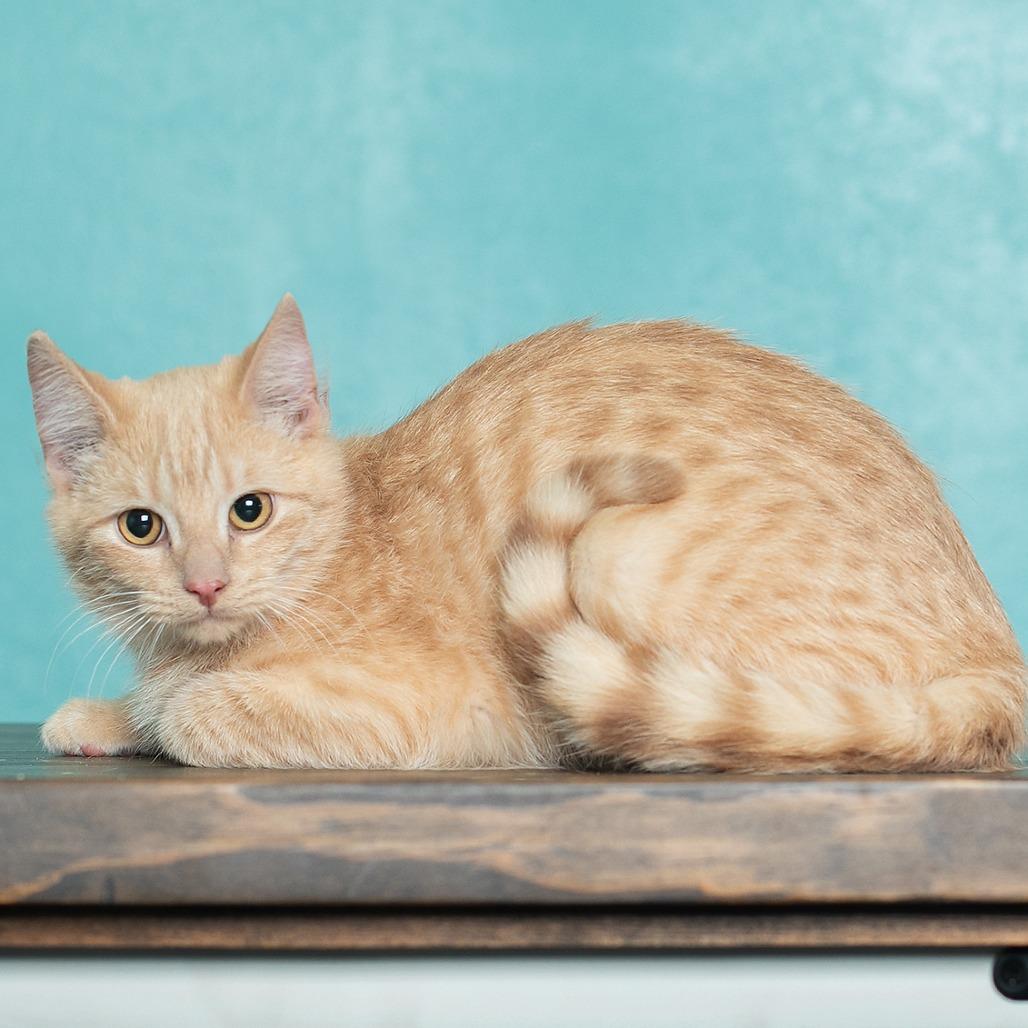 Linus, Adoptable, Young Male Domestic Short Hair & Domestic Short Hair.