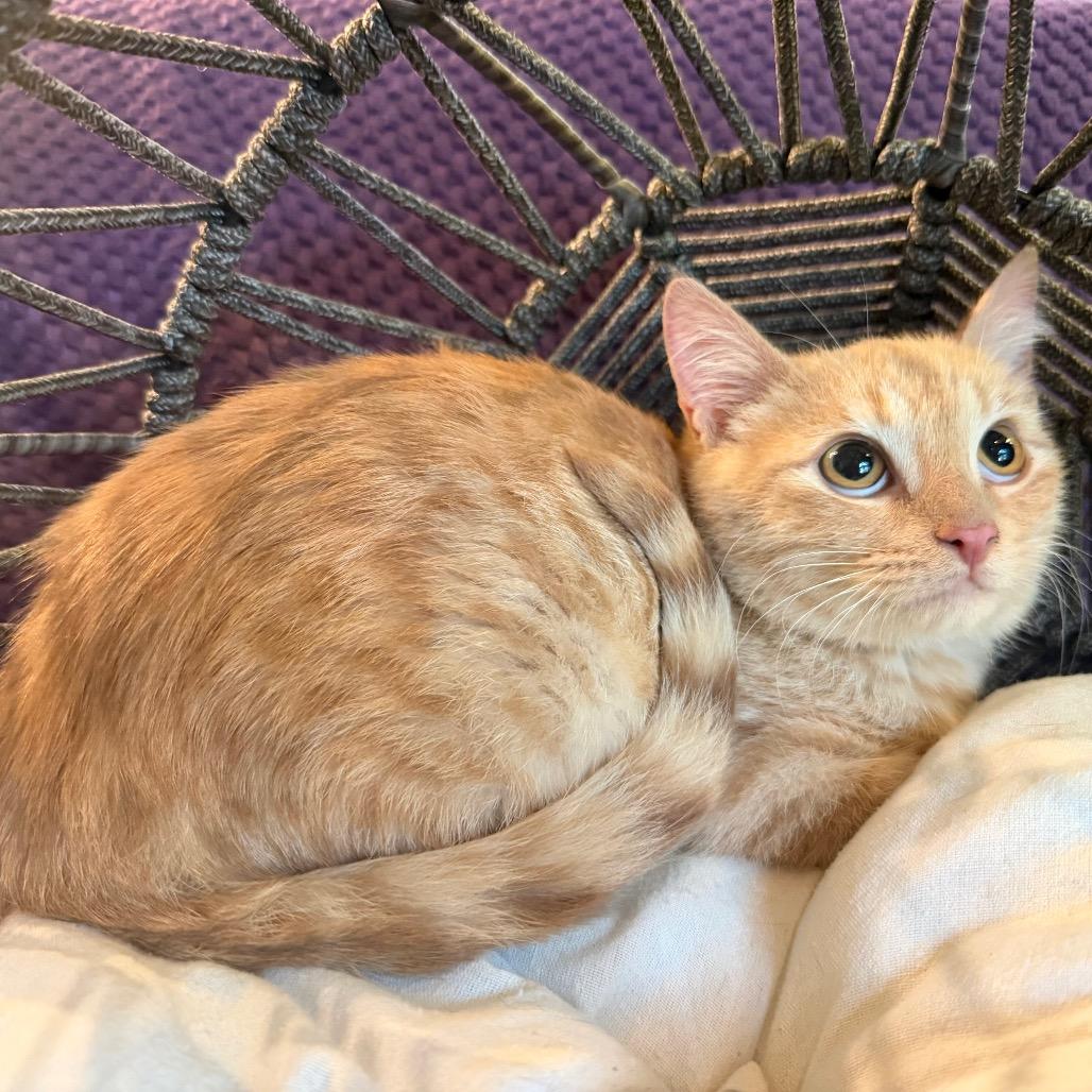 Linus, a Adoptable mixed breed in Flower Mound, TX image 3/6