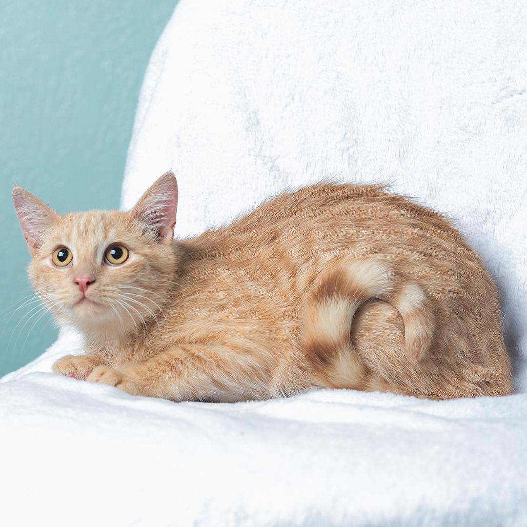 Enlarge Linus, a Adoptable mixed breed in Flower Mound, TX image 3/6