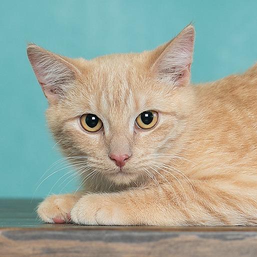Enlarge Linus, a Adoptable mixed breed in Flower Mound, TX image 4/6
