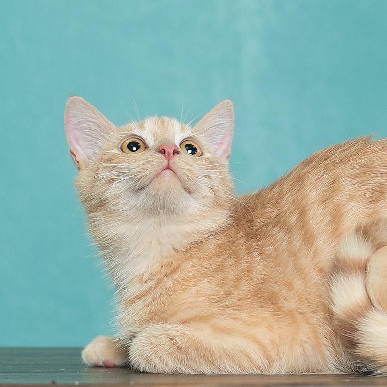 Linus, a Adoptable mixed breed in Flower Mound, TX image 5/6