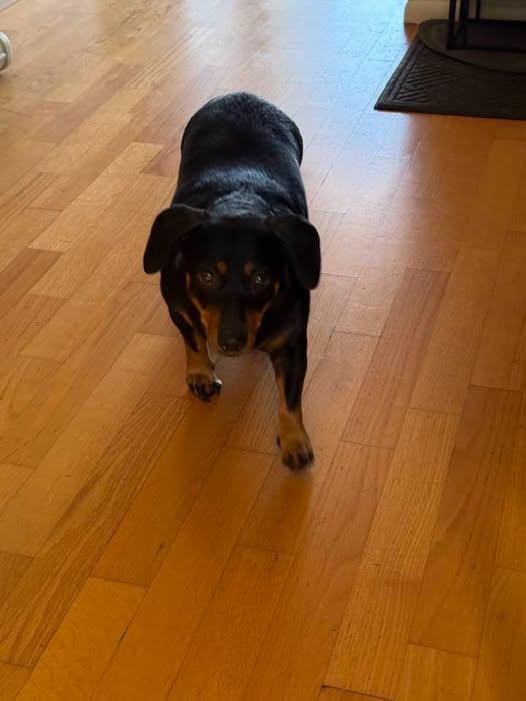 Sissy - San Gabriel, Adopted, Adult Female Dachshund.