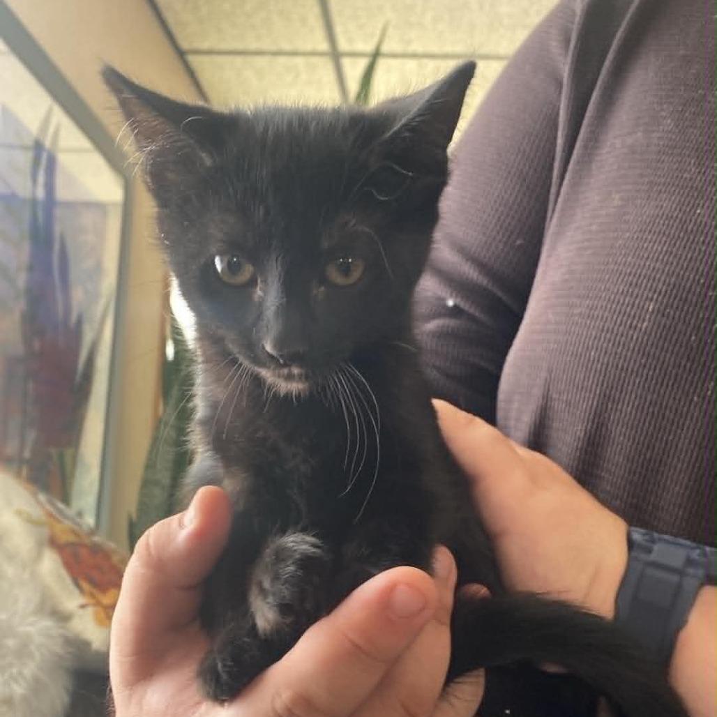 Sassafras 22722, Adoptable, Kitten Female Domestic Short Hair.