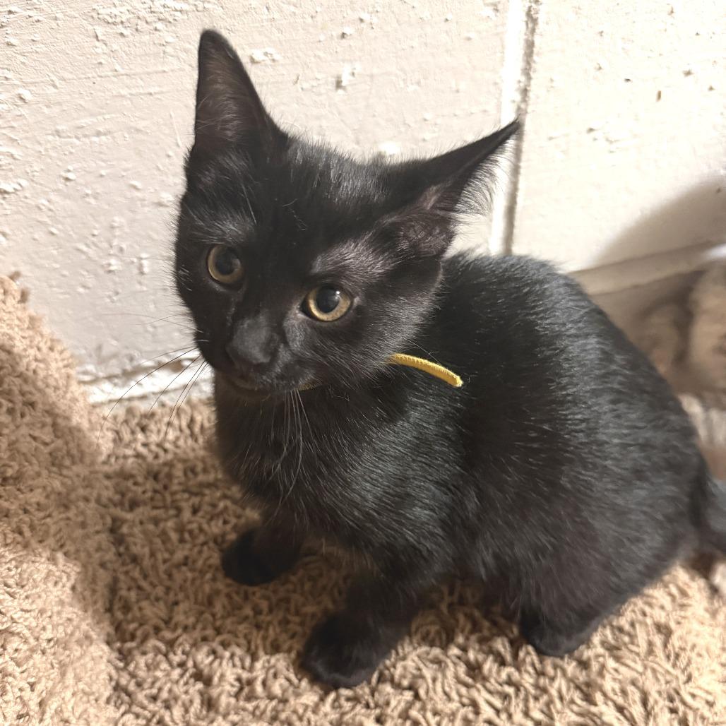 Enlarge Sassafras 22722, a Adoptable Domestic Short Hair in Minneapolis, MN image 2/3
