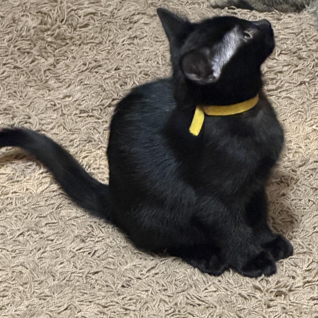 Enlarge Sassafras 22722, a Adoptable Domestic Short Hair in Minneapolis, MN image 3/3