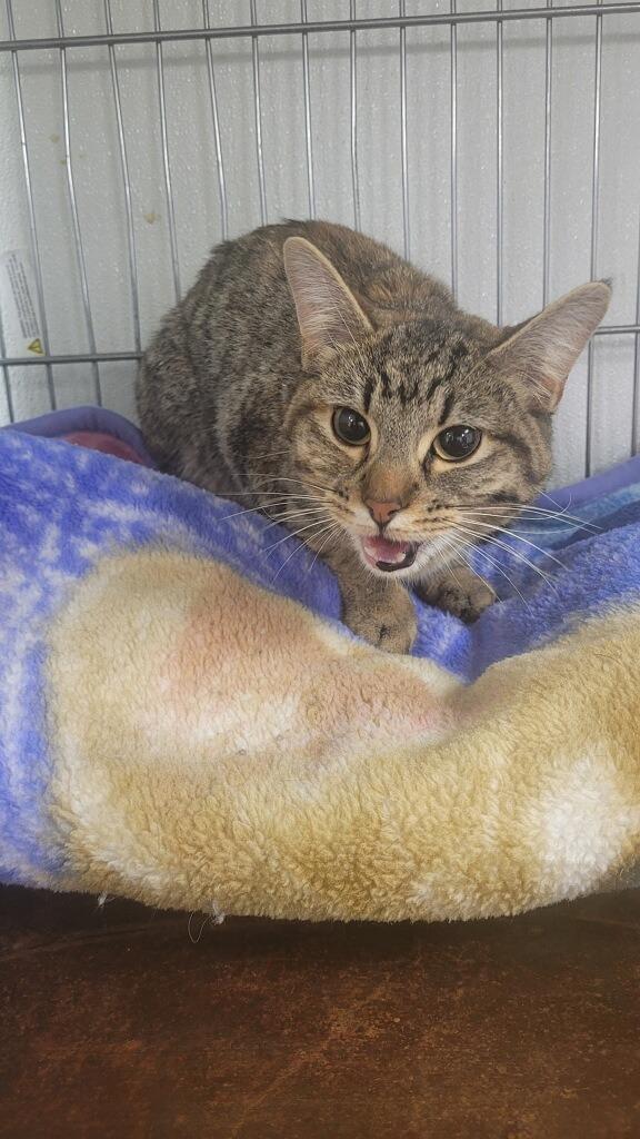 Enlarge Mama June, a Adoptable mixed breed in Rock Springs, WY image 1/1