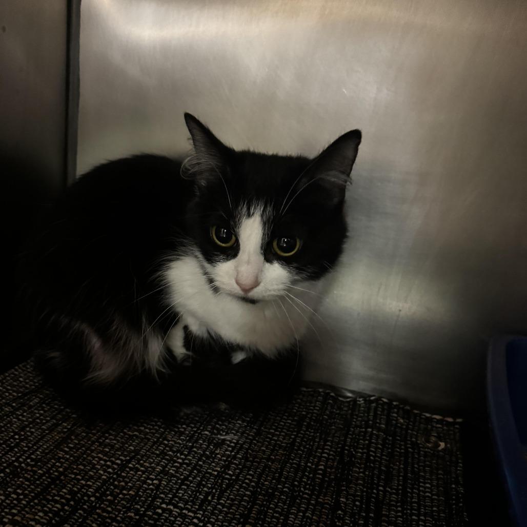 Enlarge Lettuce, a Adoptable Domestic Medium Hair in South Haven, MI image 2/2