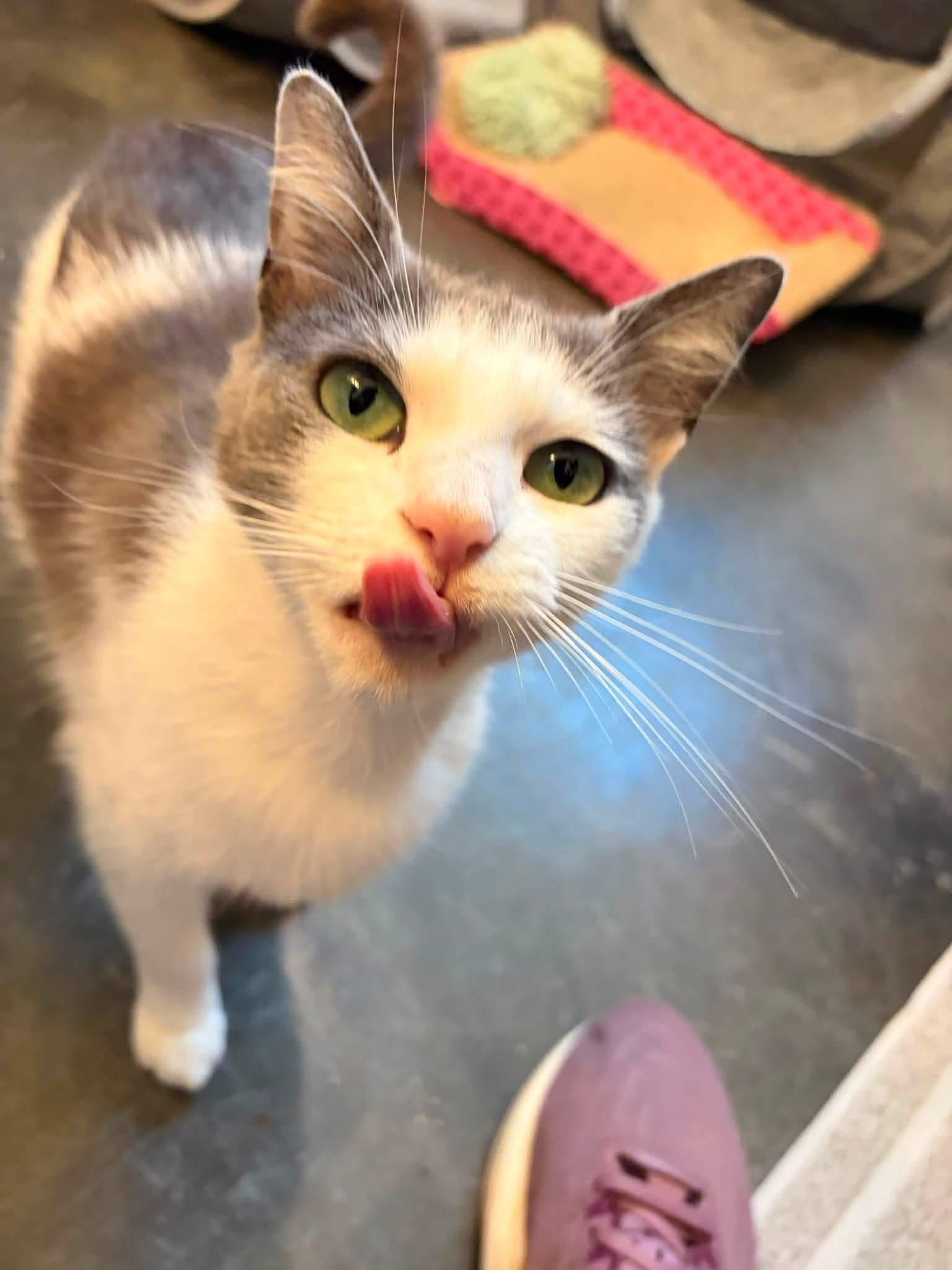 Gracie, ADOPTABLE, Young Female Domestic Short Hair.