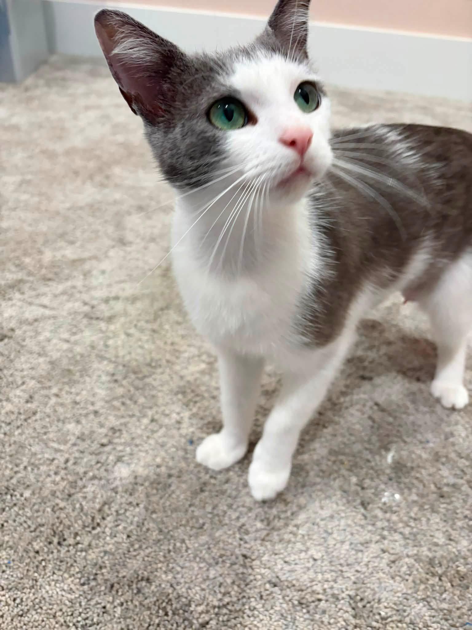 Gracie, a ADOPTABLE Domestic Short Hair in Charlotte, NC image 2/4