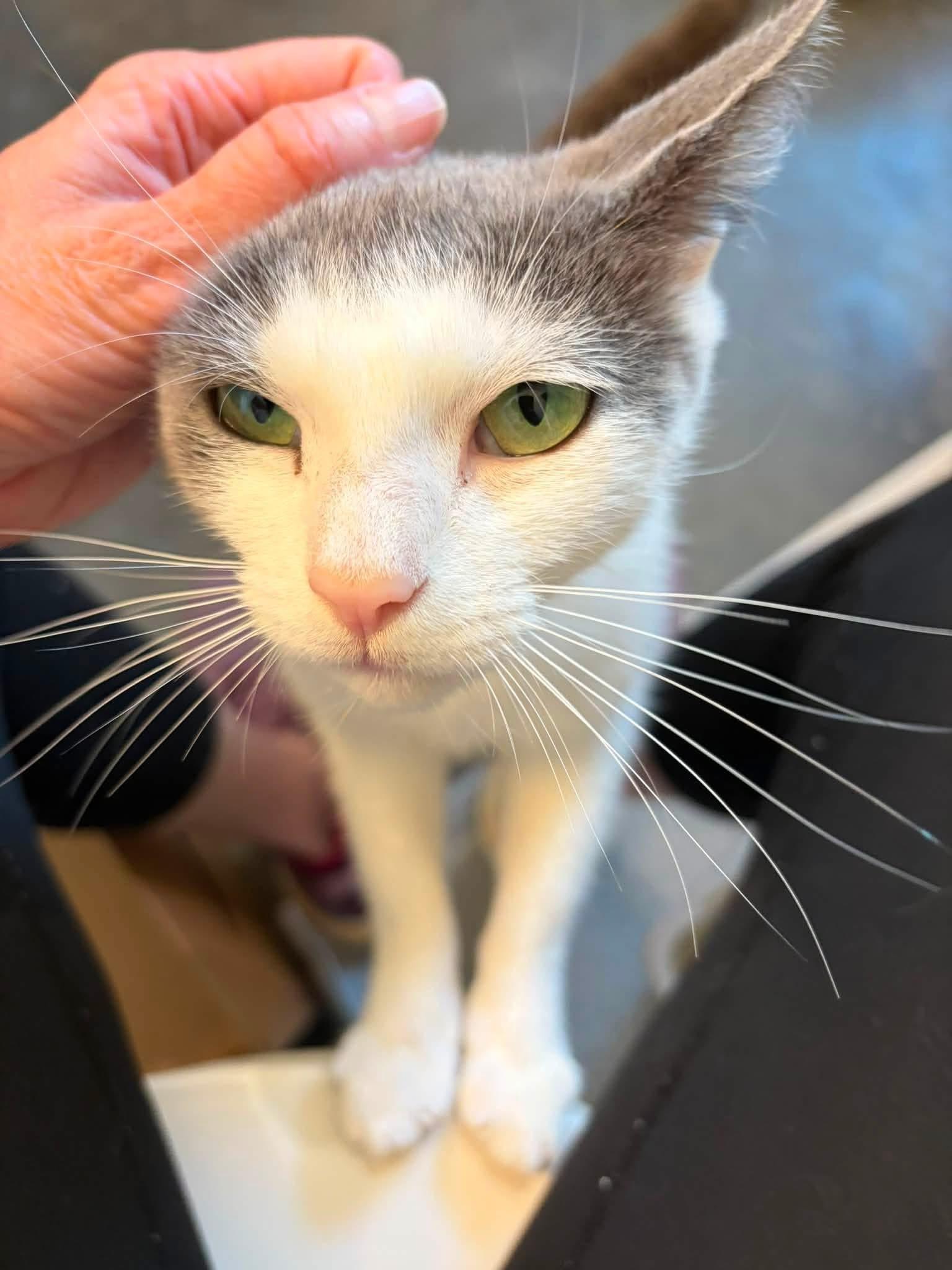 Gracie, a ADOPTABLE Domestic Short Hair in Charlotte, NC image 4/4