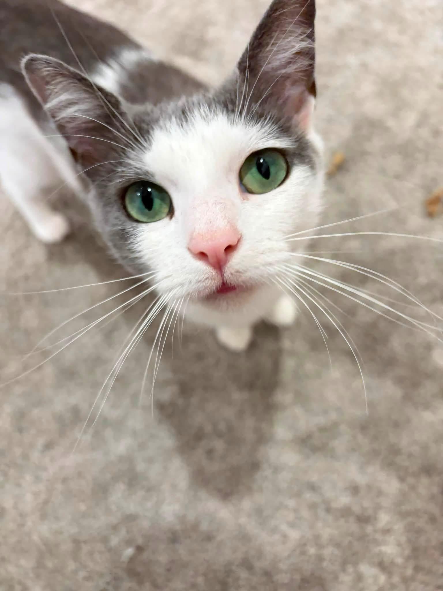 Gracie, a ADOPTABLE Domestic Short Hair in Charlotte, NC image 3/4