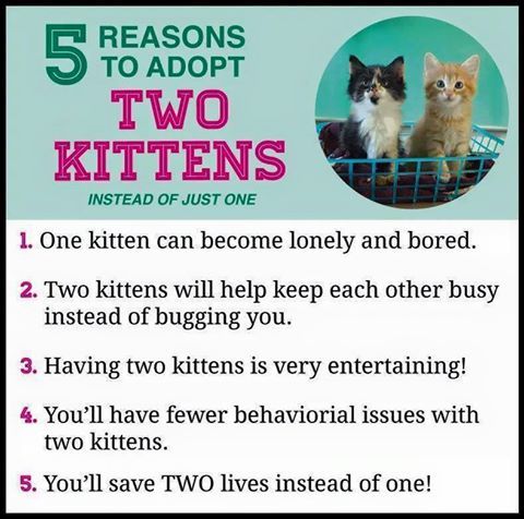 Adopting Kittens in Pairs, a Adoptable Domestic Short Hair image 1/2