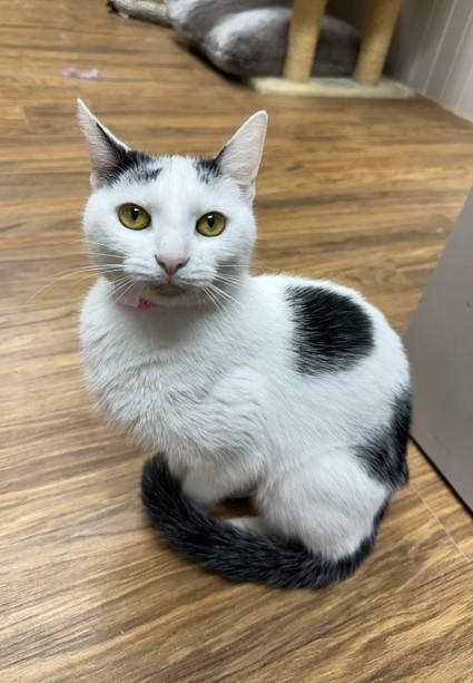 Enlarge Panda, a ADOPTABLE Domestic Short Hair in Medina, OH image 1/1
