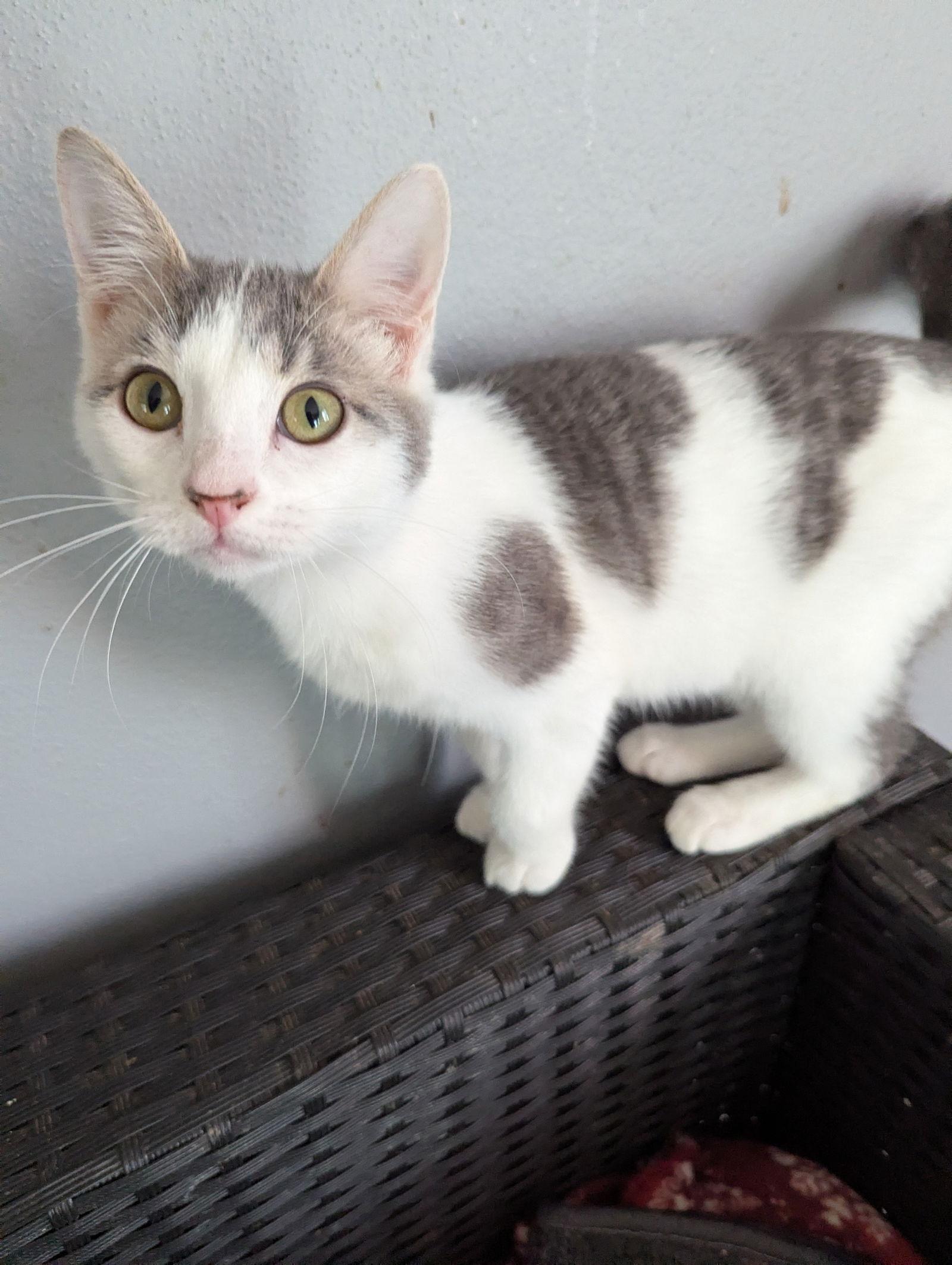 Poppy, adopted, Kitten Male Domestic Short Hair.
