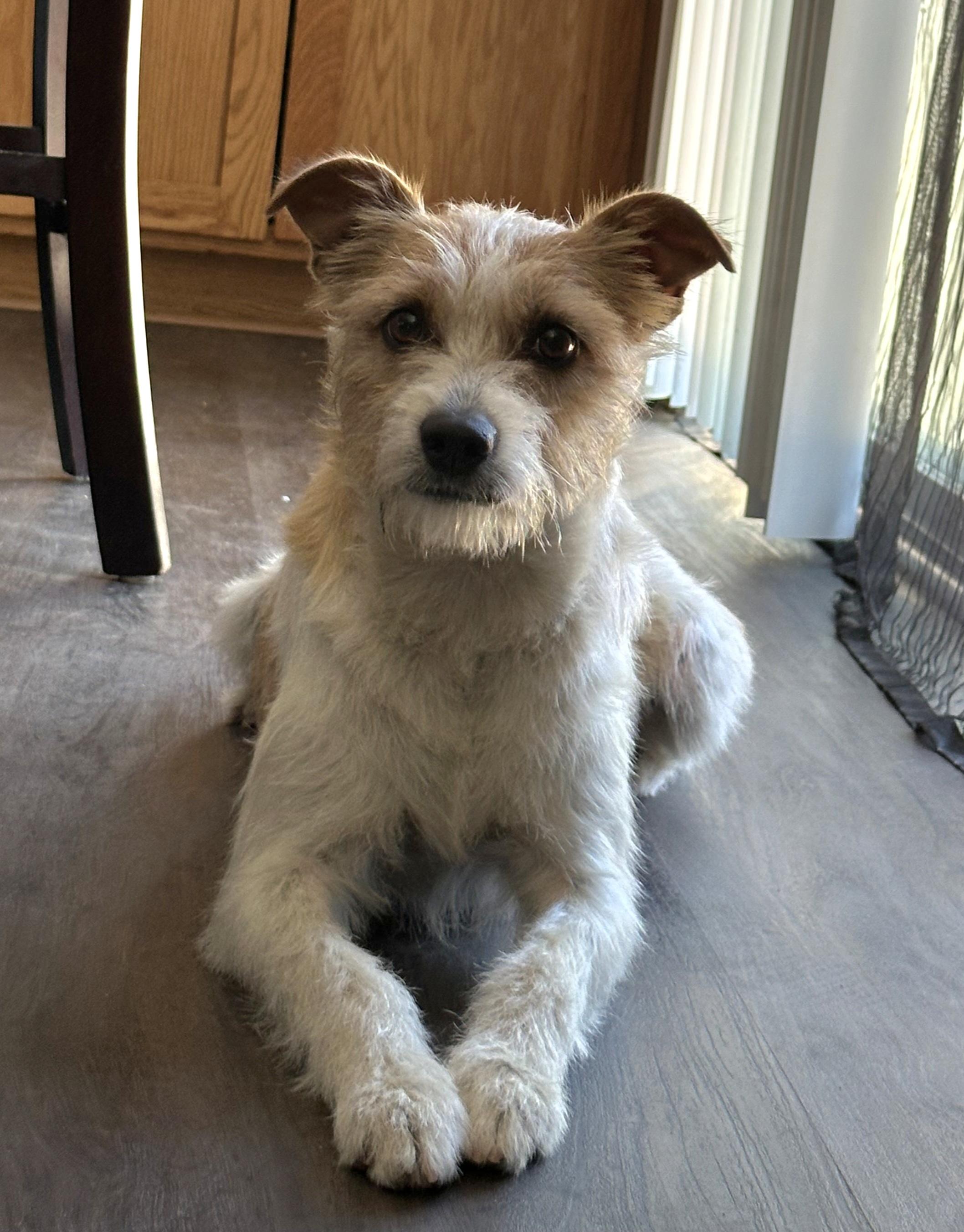 Enlarge Robin, a ADOPTABLE mixed breed in Tracy, CA image 3/3