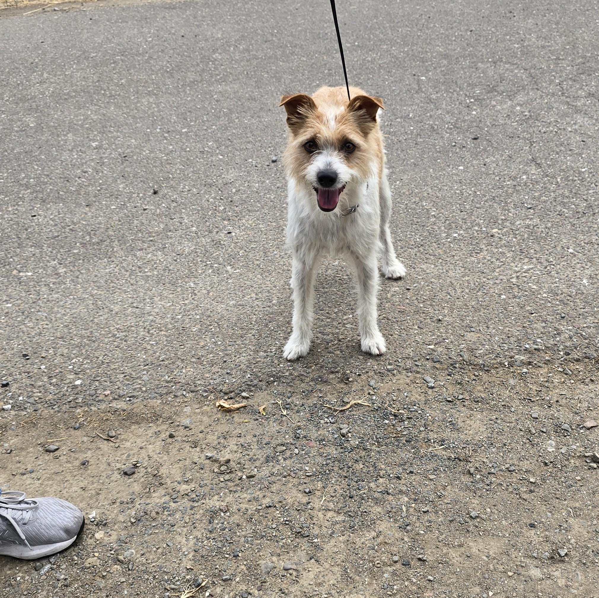 Robin, an adoptable mixed breed in Tracy, CA image 1/4