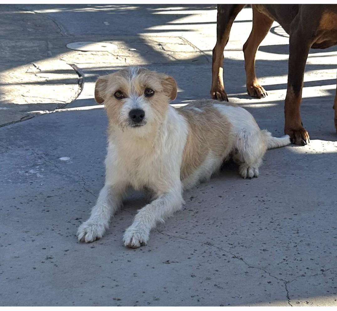 Enlarge Robin, a ADOPTABLE mixed breed in Tracy, CA image 2/3