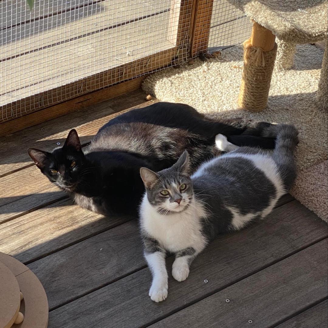 Enlarge Dollop, a Adoptable Domestic Short Hair in Morgan Hill, CA image 3/6