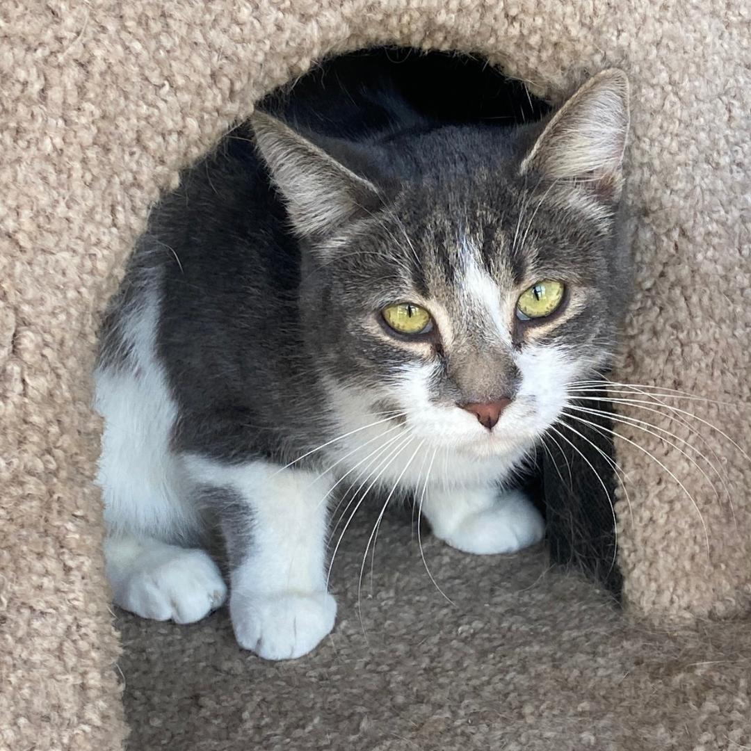 Enlarge Dollop, a Adoptable Domestic Short Hair in Morgan Hill, CA image 5/6