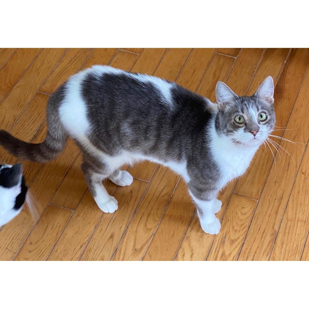 Enlarge Dollop, a Adoptable Domestic Short Hair in Morgan Hill, CA image 6/6