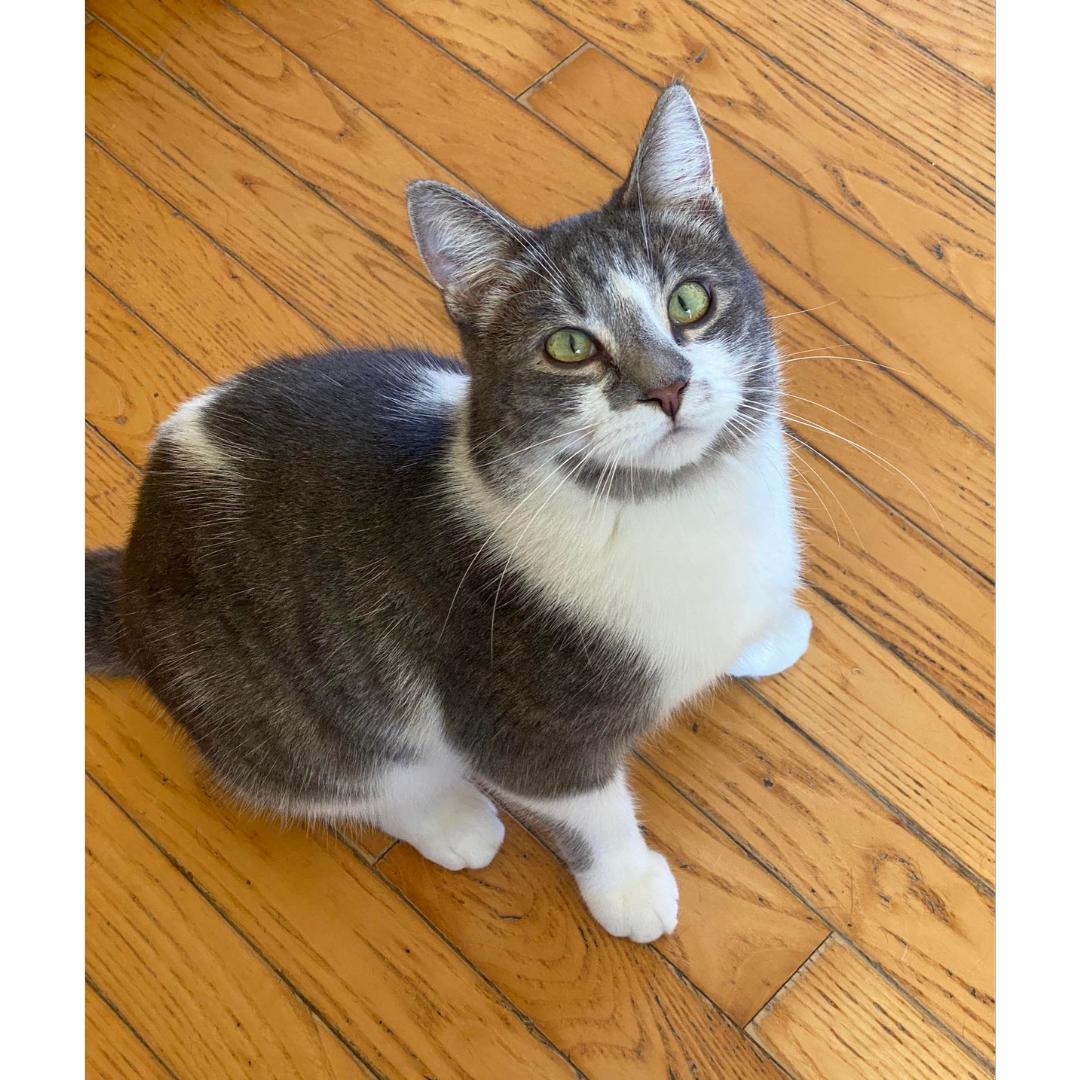 Enlarge Dollop, a Adoptable Domestic Short Hair in Morgan Hill, CA image 4/6