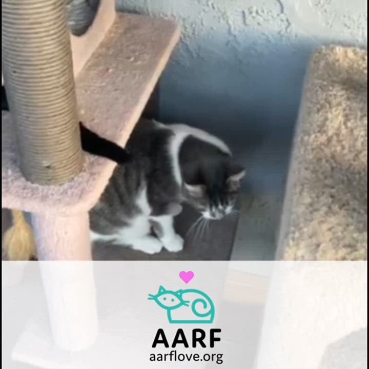 Enlarge Dollop, a Adoptable Domestic Short Hair in Morgan Hill, CA video 2/6