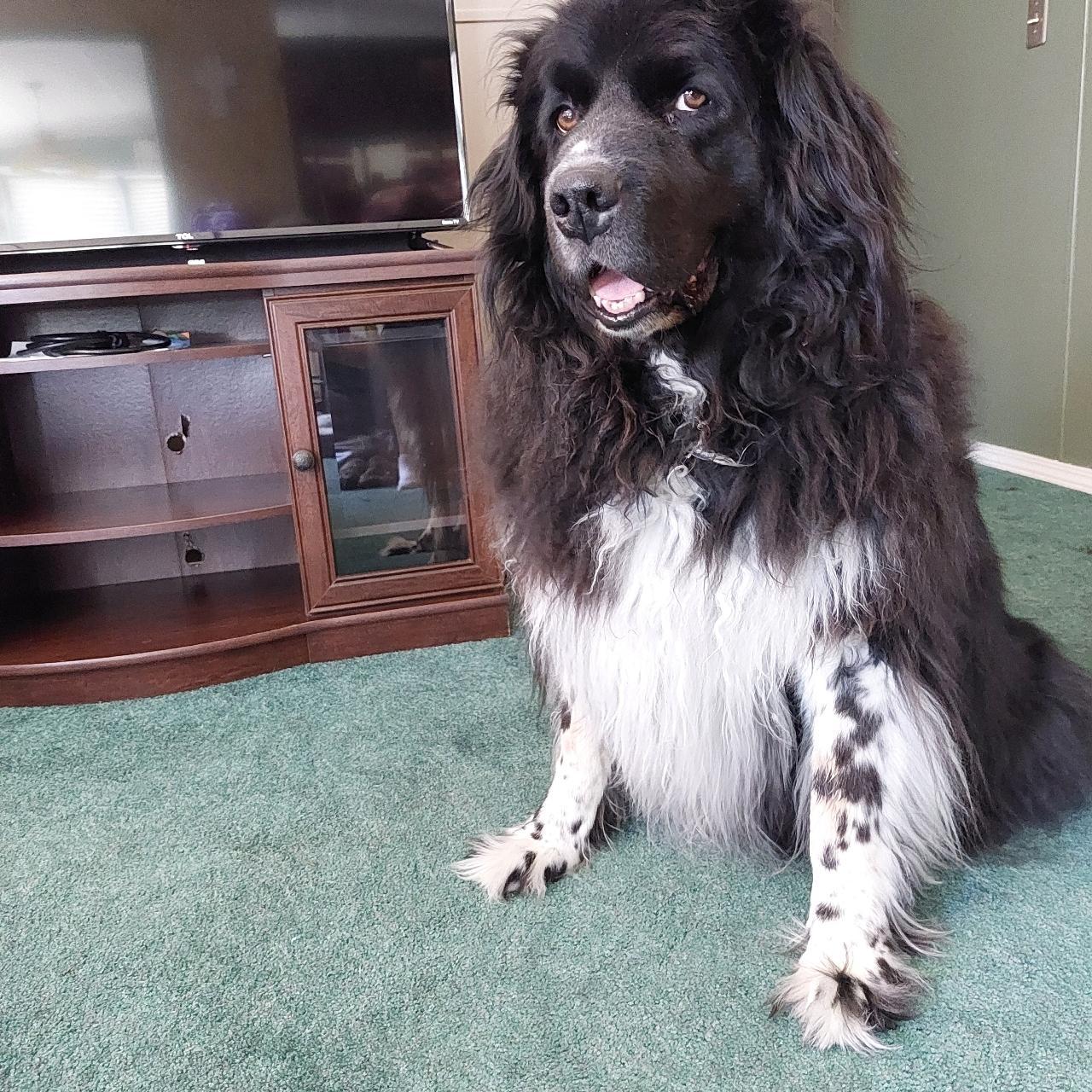 Enlarge Moses , a ADOPTABLE Newfoundland Dog in White Lake, MI image 4/4