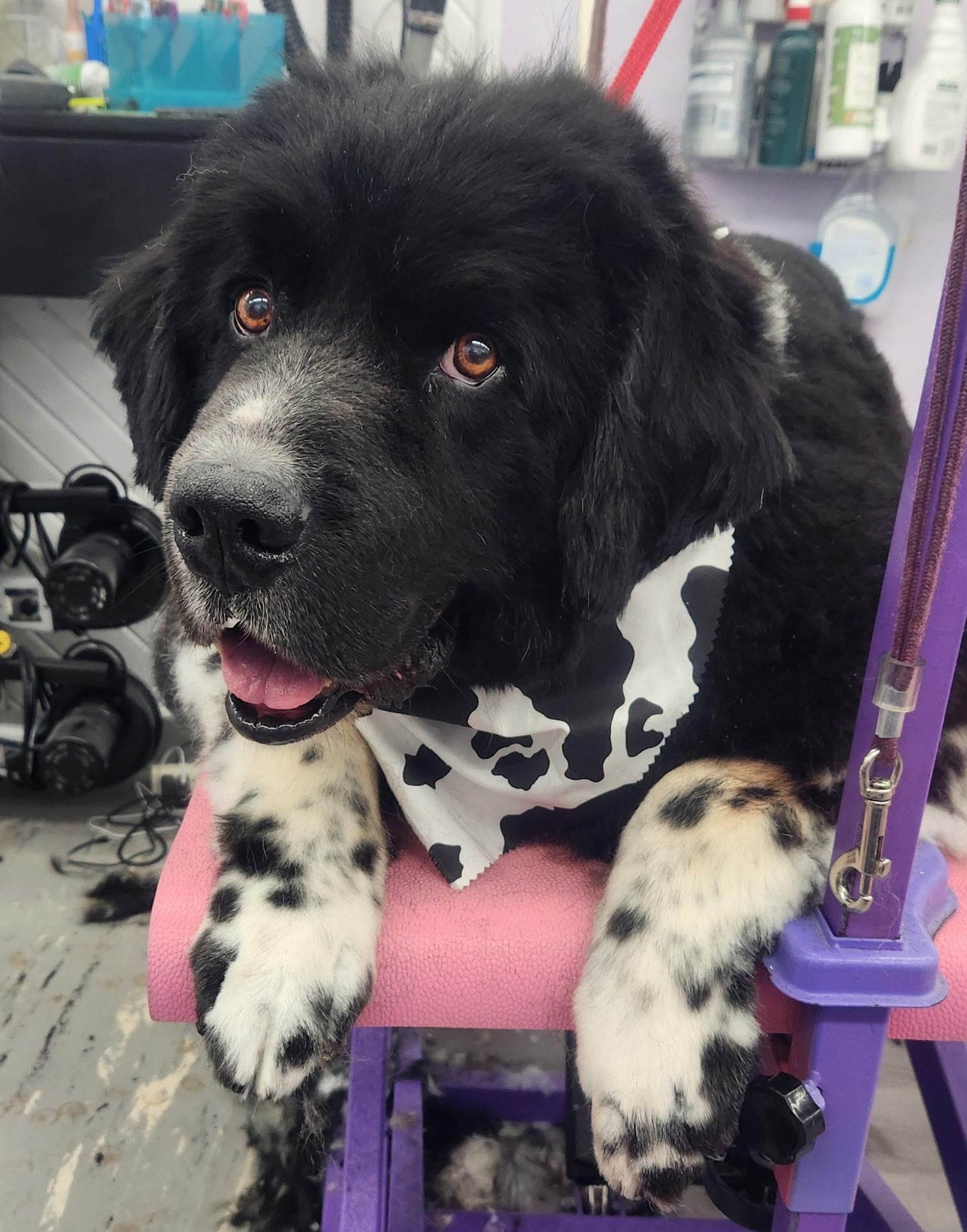 Enlarge Moses , a ADOPTABLE Newfoundland Dog in White Lake, MI image 2/4