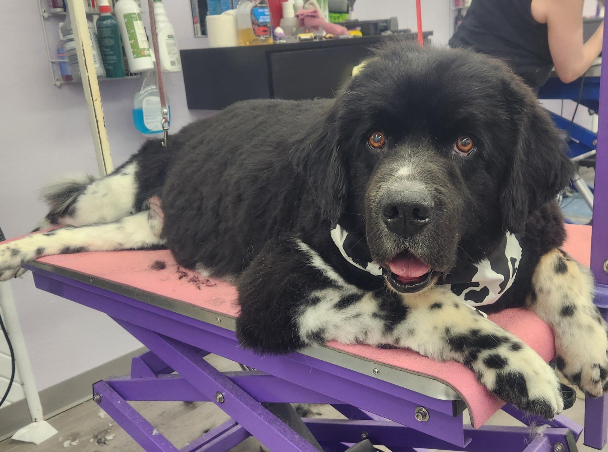 Enlarge Moses , a ADOPTABLE Newfoundland Dog in White Lake, MI image 1/4