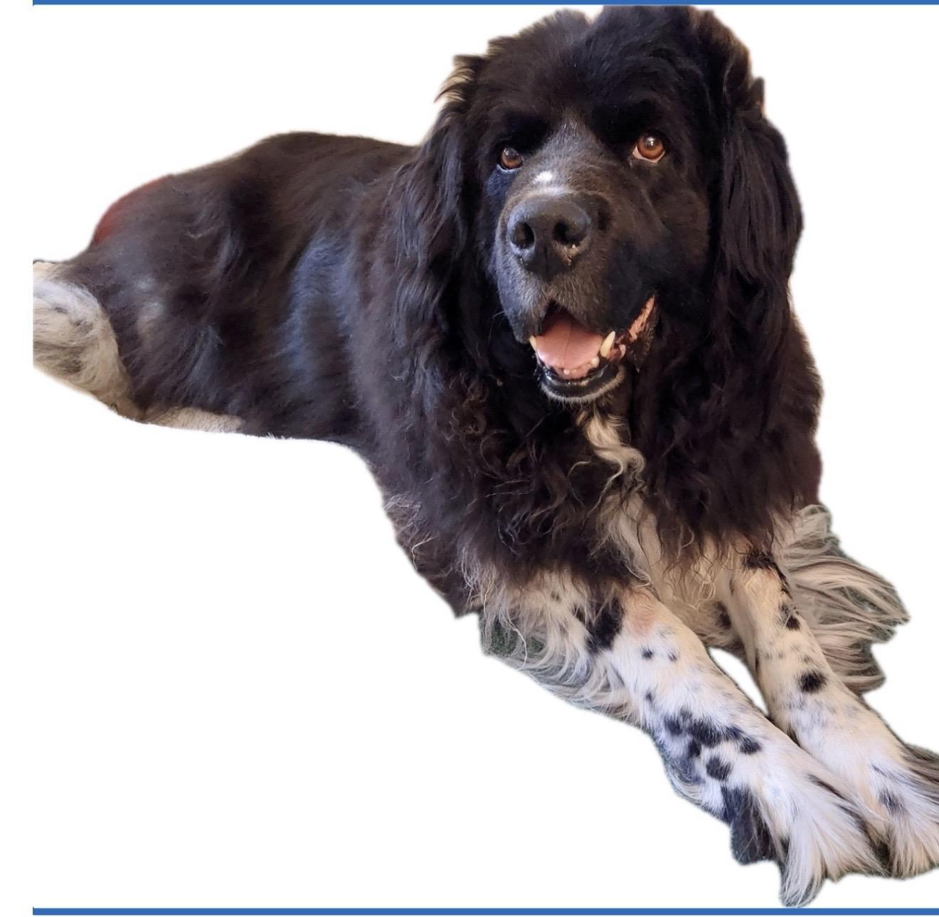 Enlarge Moses , a ADOPTABLE Newfoundland Dog in White Lake, MI image 3/4