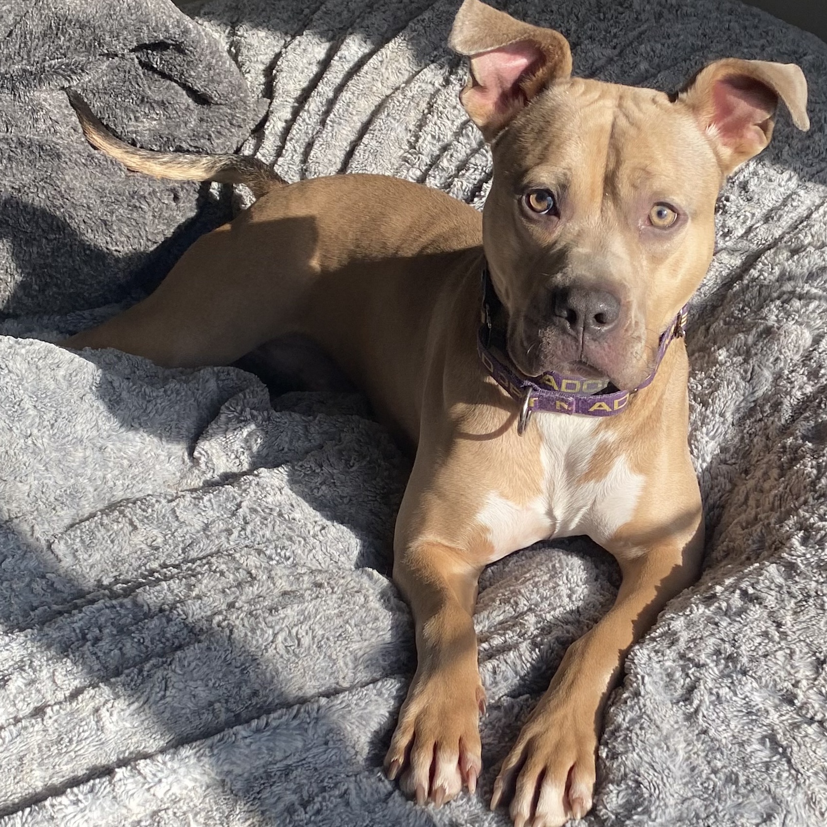 Mac, a Adoptable mixed breed in Grand Blanc, MI image 4/5