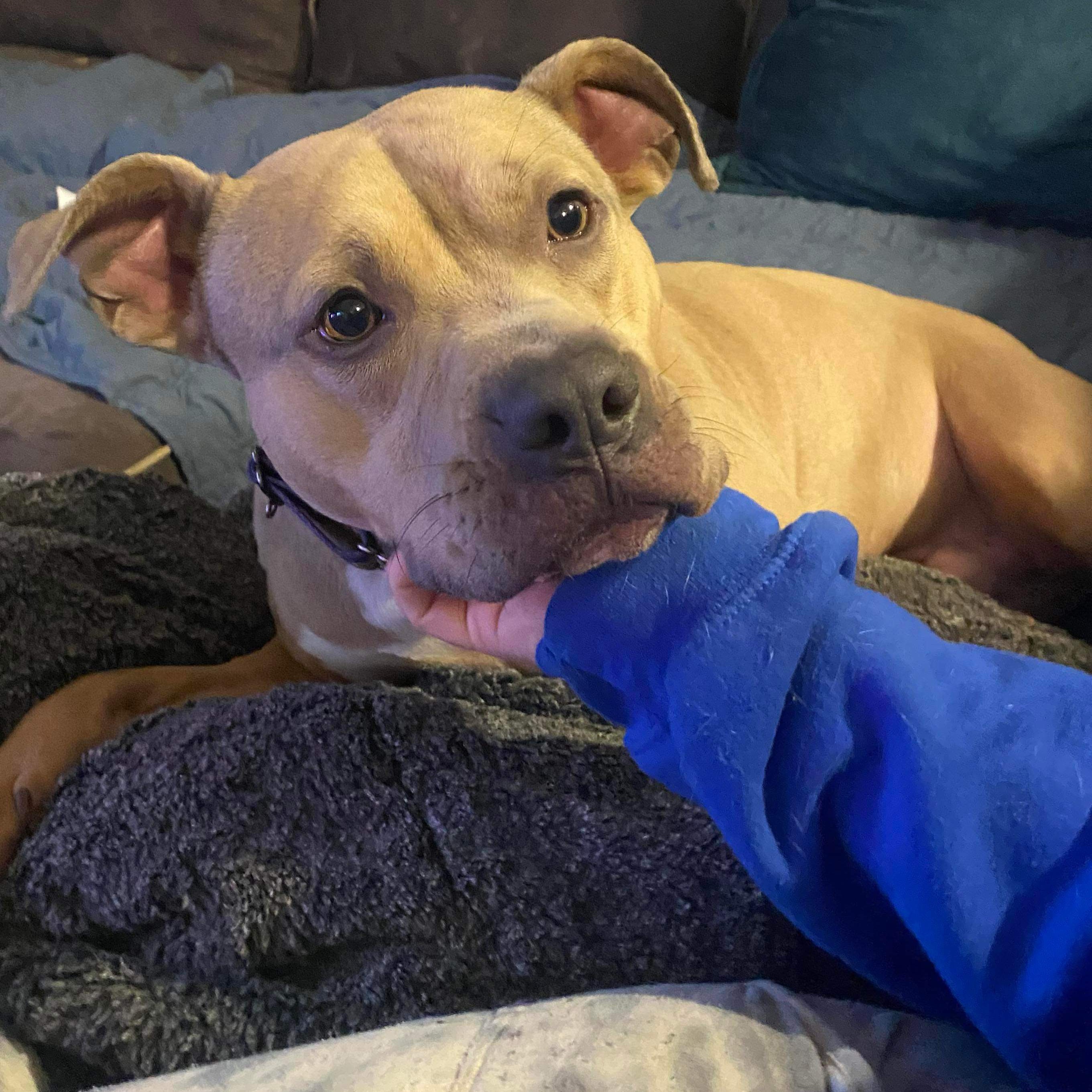 Mac, a Adoptable mixed breed in Grand Blanc, MI image 2/5