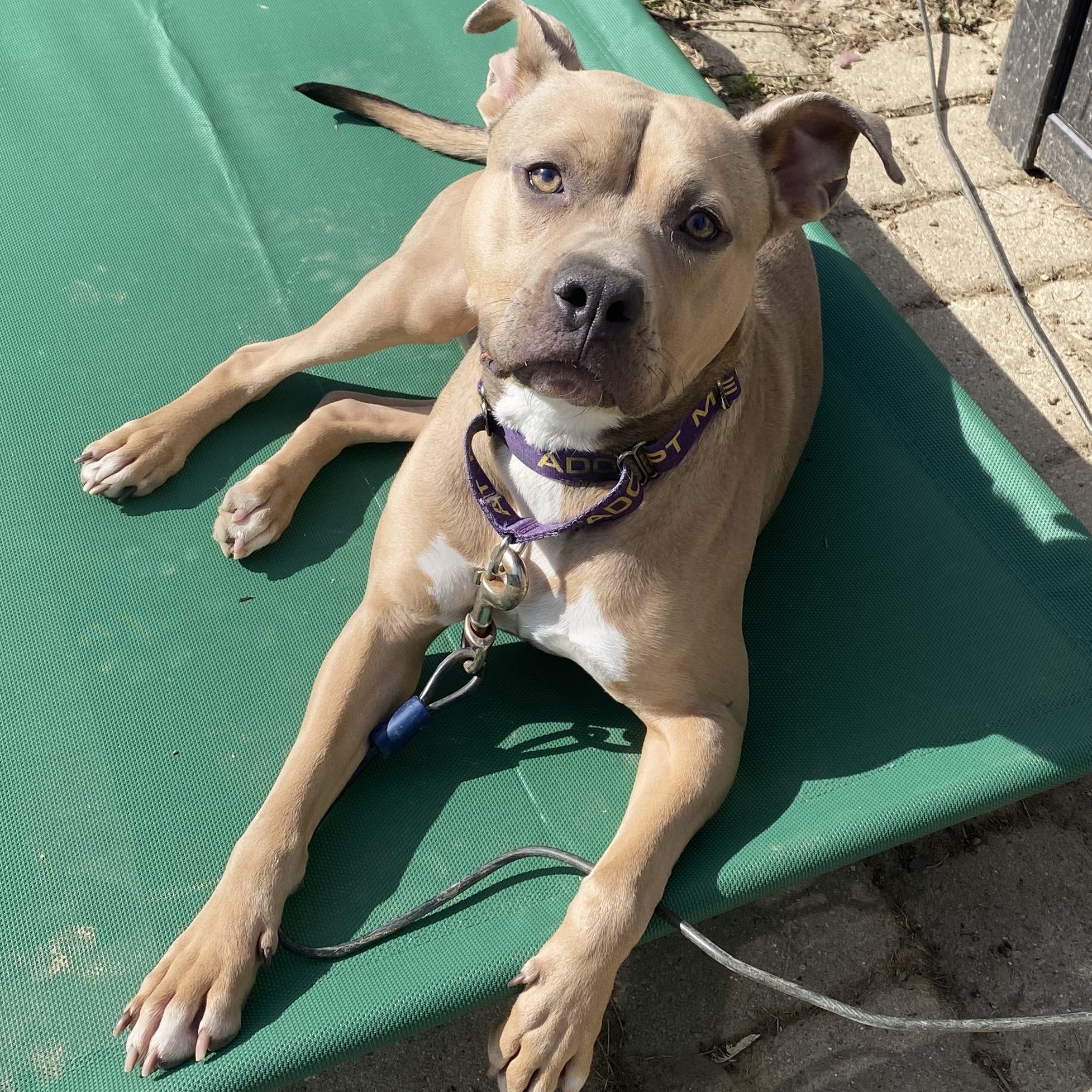 Mac, Adoptable, Adult Male Pit Bull Terrier & American Bully.