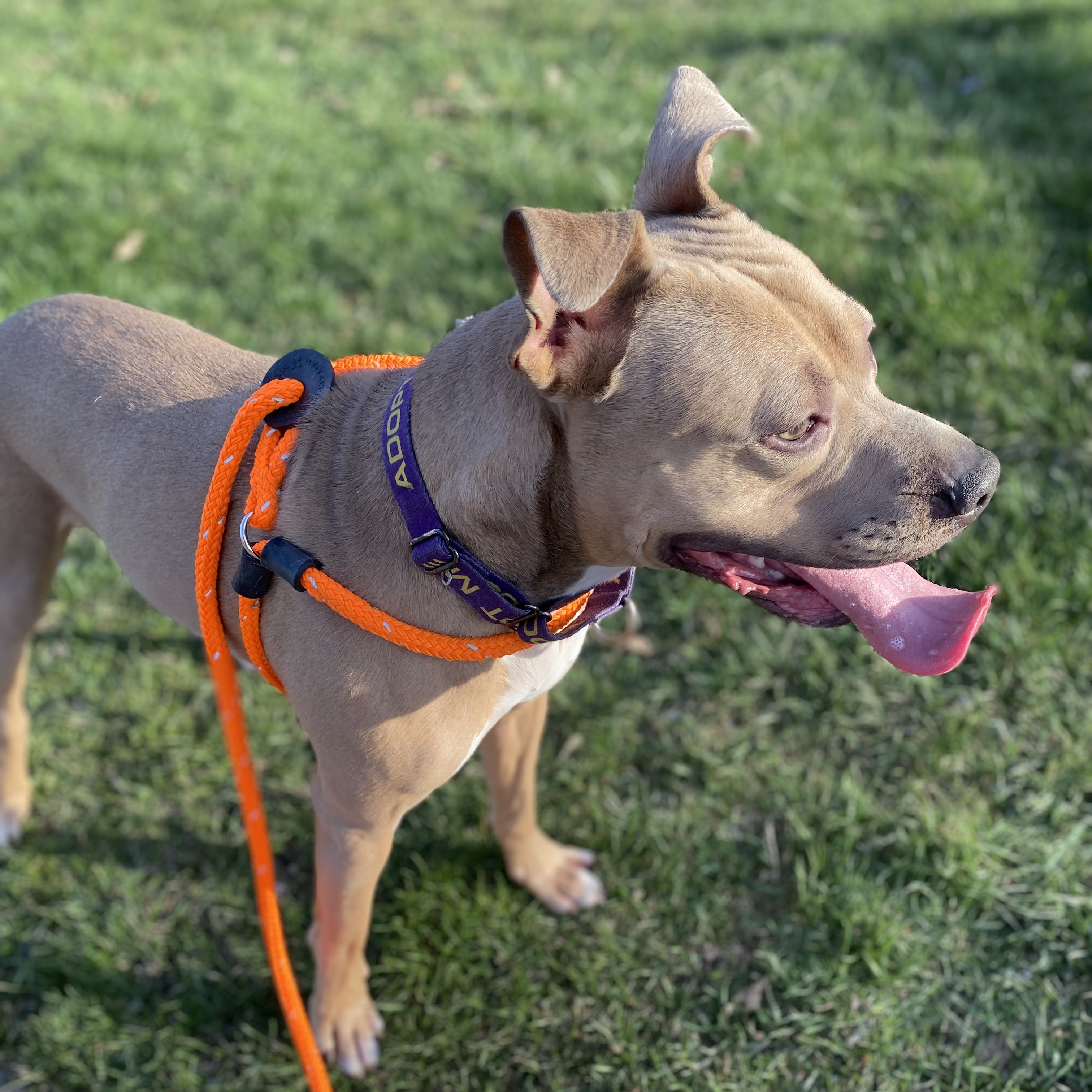 Mac, a Adoptable mixed breed in Grand Blanc, MI image 3/5