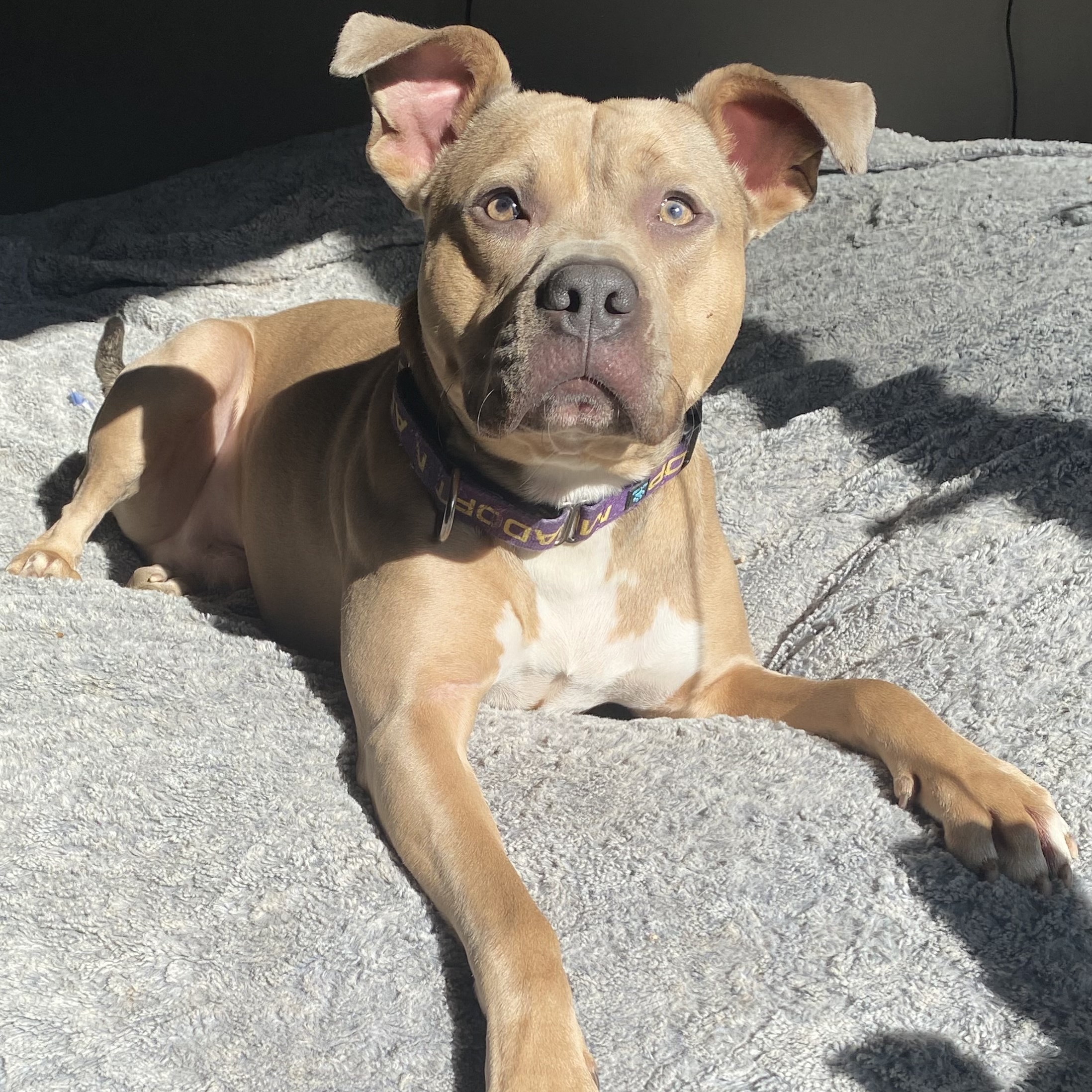 Mac, a Adoptable mixed breed in Grand Blanc, MI image 5/5