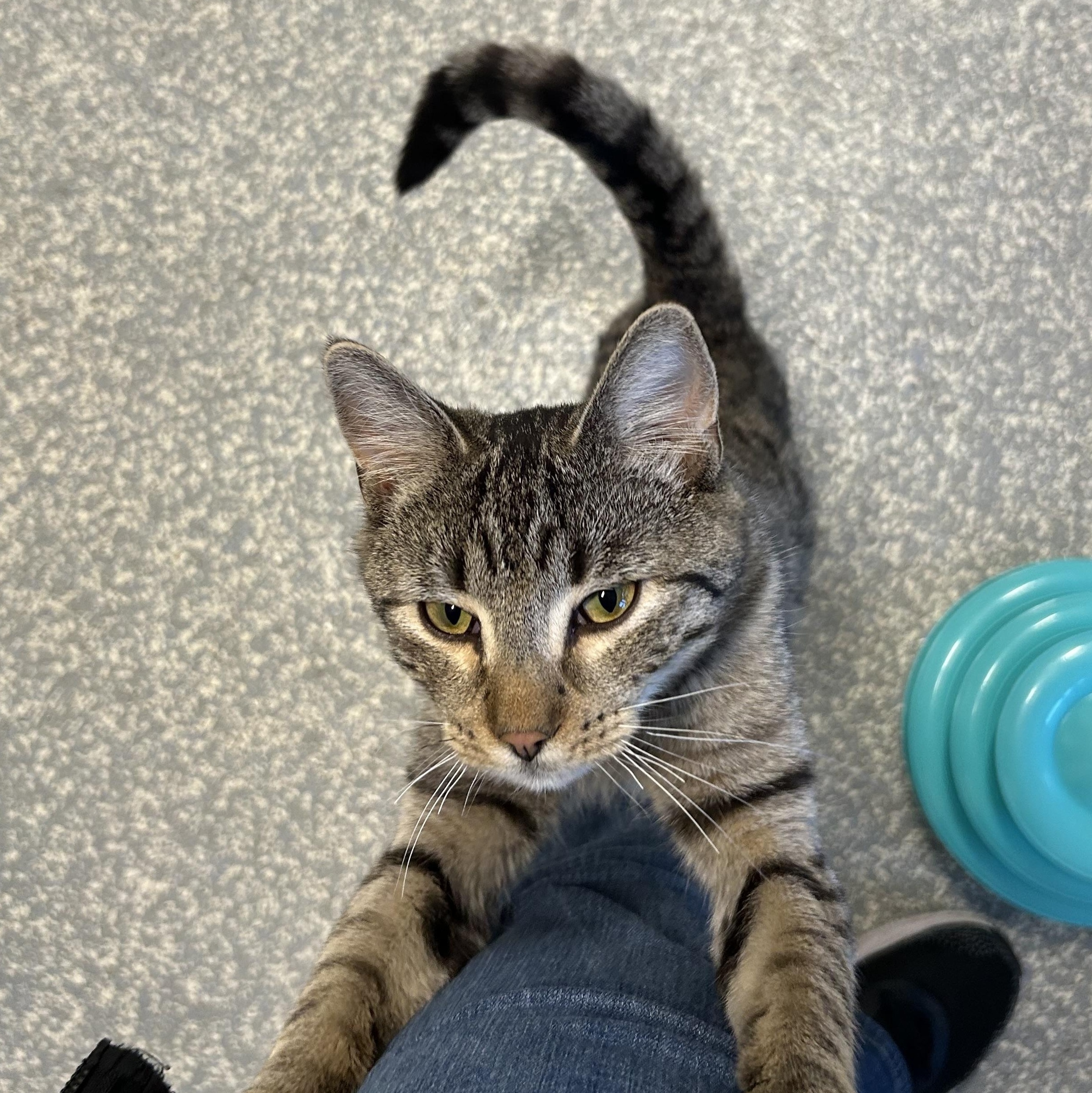 Enlarge Lotus, an adopted Domestic Short Hair in North Haven, CT image 1/2