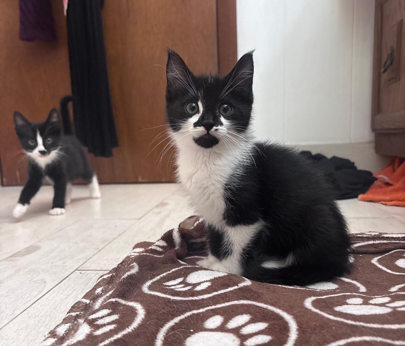 Zorrillo, adopted, Kitten Female Domestic Short Hair.